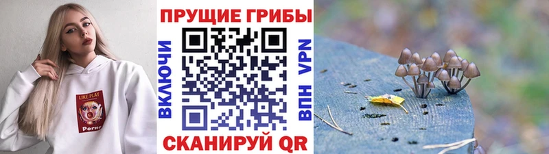 Псилоцибиновые грибы мицелий  Осинники 